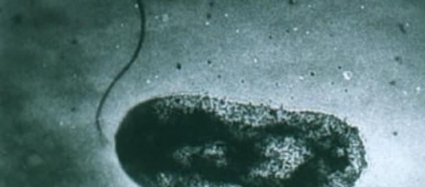 Imagem de uma bactéria V. vulnificus em ação Imagem de uma bactéria V. vulnificus em ação