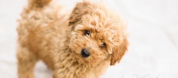 Poodle. Veja algumas raças de cães mais populares Poodle. Veja algumas raças de cães mais populares