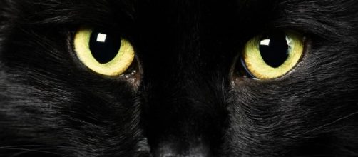 Milano, gli occhi di un gatto nero