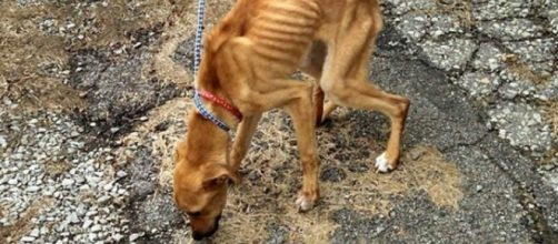 Un cane maltrattato e denutrito, la legge punisce il maltrattamento degli animali