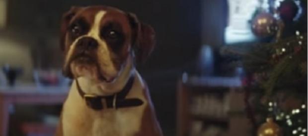 #BusterTheBoxer, protagonista spot Natale 2016 John Lewis #BusterTheBoxer, protagonista spot Natale 2016 John Lewis
