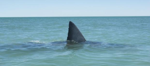 Increased sightings of two-headed sharks baffle scientists - AOL News - aol.com Increased sightings of two-headed sharks baffle scientists - AOL News - aol.com