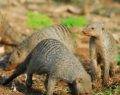 Strangely entertaining moment - as lots of cute animals take to the golfing green [Video]