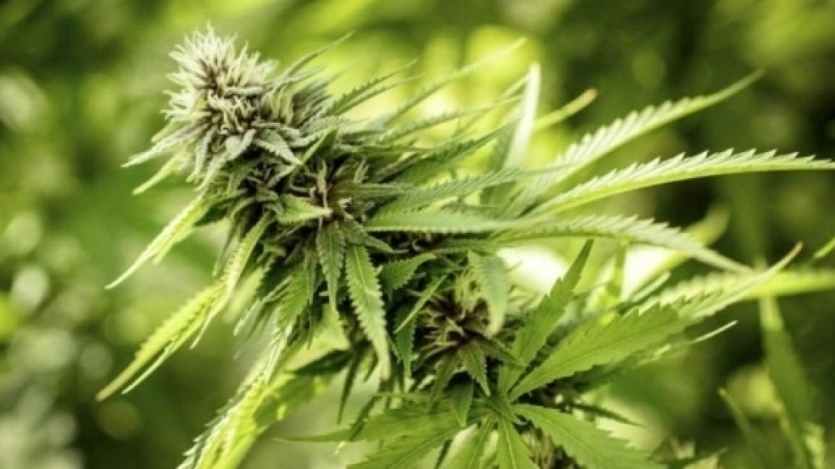 Sito di incontri per marjuana