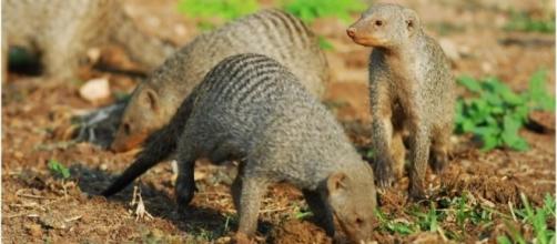 Africa's banded mongoose like the ones at Sun City golf / Photovia wikimedia commons