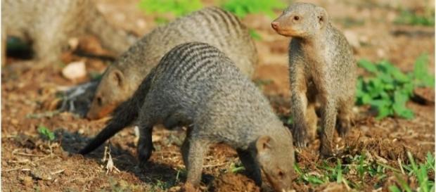 Africa's banded mongoose like the ones at Sun City golf / Photovia wikimedia commons Africa's banded mongoose like the ones at Sun City golf / Photovia wikimedia commons