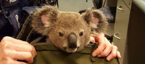Filhote de coala é resgatado pela polícia de Brisbane, Austrália Filhote de coala é resgatado pela polícia de Brisbane, Austrália