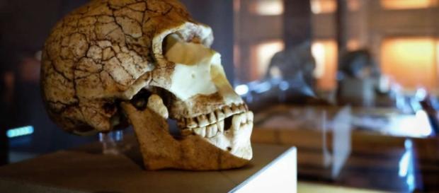 Homo Sapiens 2016 al Mudec con reperti rarissimi Homo Sapiens 2016 al Mudec con reperti rarissimi