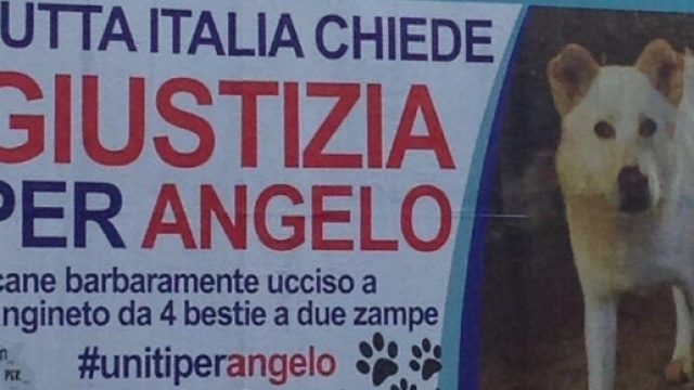 La petizione lanciata dopo i casi Angelo e Pilù