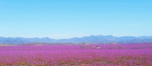 Atacama turns into pink fields.(Own work - author)