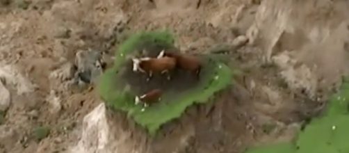 Due mucche e un vitello su una roccia dopo il terremoto in Nuova Zelanda
