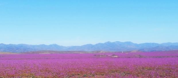 Atacama turns into pink fields.(Own work - author) Atacama turns into pink fields.(Own work - author)