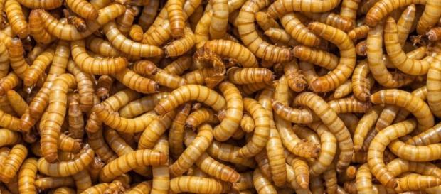 Mealworms Can Live on a 100% Styrofoam Diet. And That's Huge News ... - lockerdome.com Mealworms Can Live on a 100% Styrofoam Diet. And That's Huge News ... - lockerdome.com