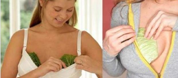 Mulheres usam repolho por um motivo nobre Mulheres usam repolho por um motivo nobre