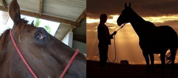 Como identificar tétano em seu cavalo Como identificar tétano em seu cavalo