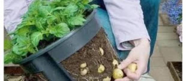Plante batatas em baldes ou sacos. Plante batatas em baldes ou sacos.