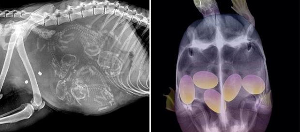 Dez fotos de animais grávidos. Dez fotos de animais grávidos.