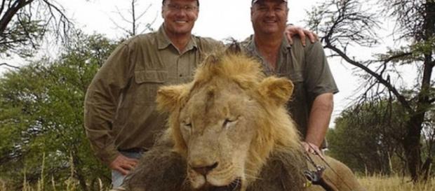 Minnesota dentist who killed Cecil the lion gets mauled on the ... - pri.org Minnesota dentist who killed Cecil the lion gets mauled on the ... - pri.org