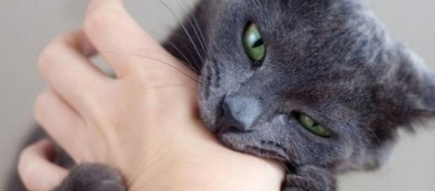 Mordidas de gato são mais perigosas quando atingem as mãos, devido à superficialidade das estruturas internas Mordidas de gato são mais perigosas quando atingem as mãos, devido à superficialidade das estruturas internas