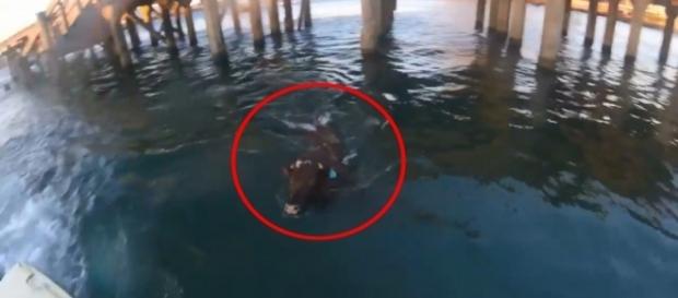 Na Austrália, vaca fujona protagonizou uma perseguição que durou 24 horas (Crédito: YouTube/Vovidi) Na Austrália, vaca fujona protagonizou uma perseguição que durou 24 horas (Crédito: YouTube/Vovidi)