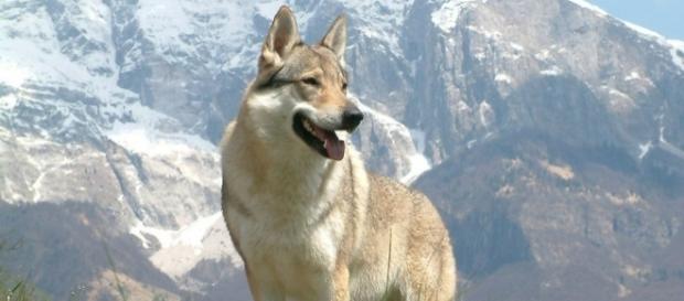 O lindo 'cão-lobo' da República Checa. O lindo 'cão-lobo' da República Checa.