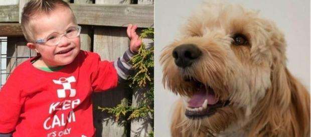 Riley e o cachorro herói - Google imagens Riley e o cachorro herói - Google imagens
