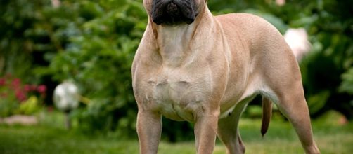 Bullmastiff dog breed - vetclinicpv.com