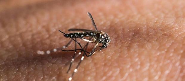 Imagens do Aedes aegypti mosquito transmissor de várias doenças Imagens do Aedes aegypti mosquito transmissor de várias doenças