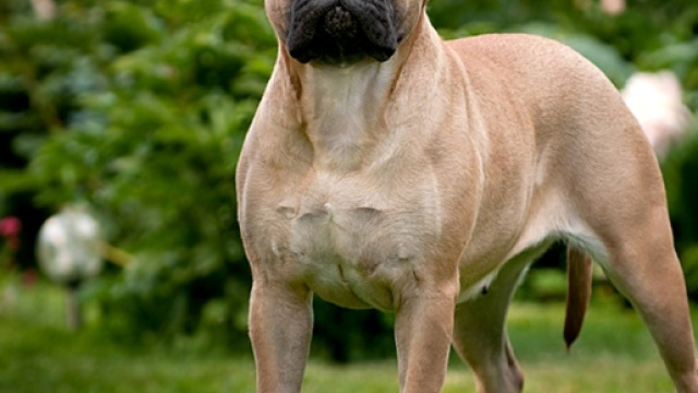 Bullmastiff dog breed - vetclinicpv.com