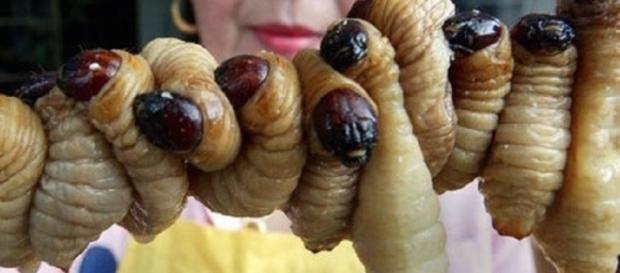 i vermi giapponesi usati in cucina nella loro tradizione i vermi giapponesi usati in cucina nella loro tradizione