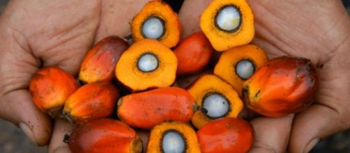 Tutta la verità sull'olio di palma: esiste o meno una produzione sostenibile?