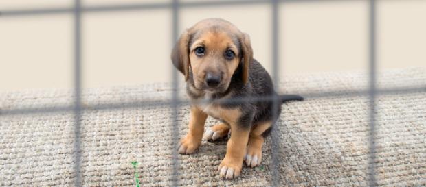 Lecce: ennesimo caso di maltrattamento di animali Lecce: ennesimo caso di maltrattamento di animali