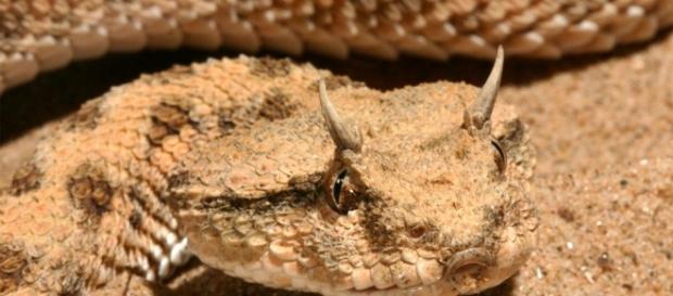 Víbora chifruda, um dos animais mais temidos Víbora chifruda, um dos animais mais temidos
