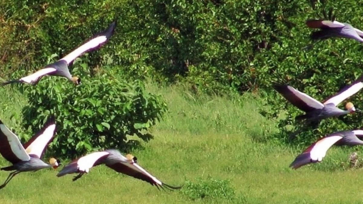 Bird watchers flock to Uganda as African Expo gets underway near Kampala