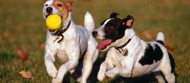 Con la legge di bilancio 2017 arriverà anche tassa sui cani? - lifegate.it Con la legge di bilancio 2017 arriverà anche tassa sui cani? - lifegate.it