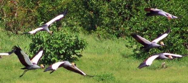 Crowned cranes - bird watcher paradise / Photo by Jane Flowers (Own work) Crowned cranes - bird watcher paradise / Photo by Jane Flowers (Own work)