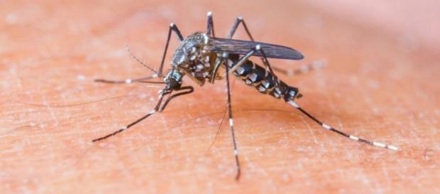 OMS declara fim da emergência internacional em saúde pública causada pela zika OMS declara fim da emergência internacional em saúde pública causada pela zika