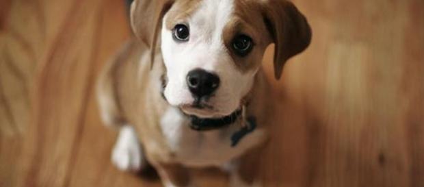 Probabile arrivo della tassa sui cani nella nuova legge di stabilità 2017. Probabile arrivo della tassa sui cani nella nuova legge di stabilità 2017.