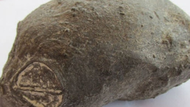 Immagine del cranio ritrovato in Per&ugrave;