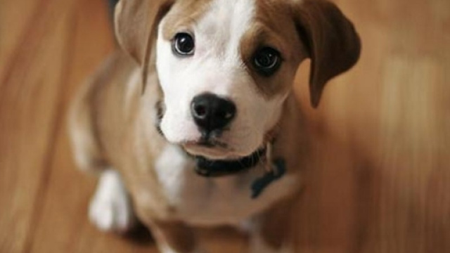 Probabile arrivo della tassa sui cani nella nuova legge di stabilit&agrave; 2017.