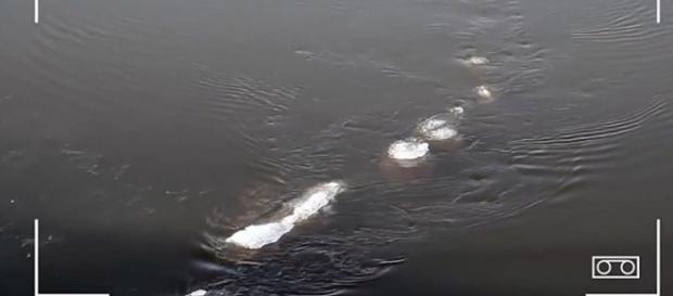 O que é esse 'ser' que nada nas águas do rio Chena, no Alasca? O que é esse 'ser' que nada nas águas do rio Chena, no Alasca?