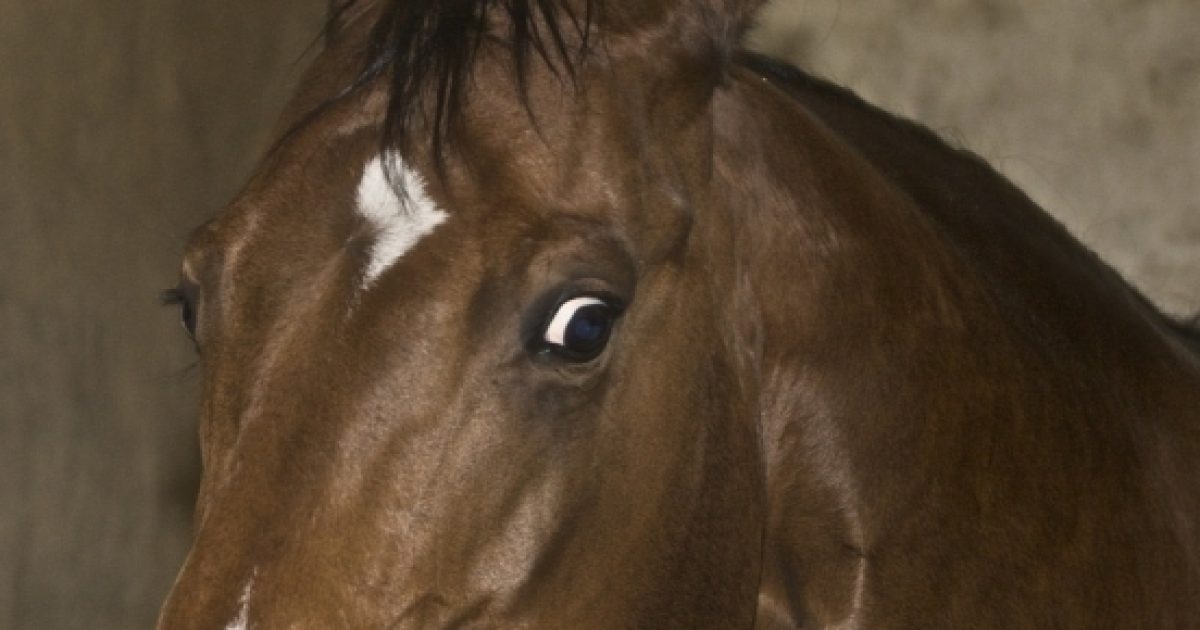 Therapy horses prove beneficial for vets with PTSD