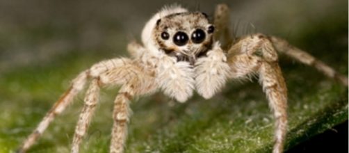 Arañas saltarinas sin tímpanos que son capaces de oír a su manera