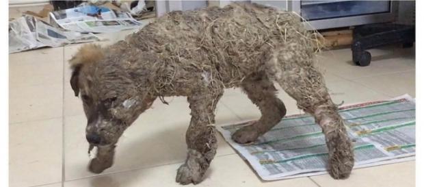 Filhote de cão sofre agressão com cola e lama Filhote de cão sofre agressão com cola e lama