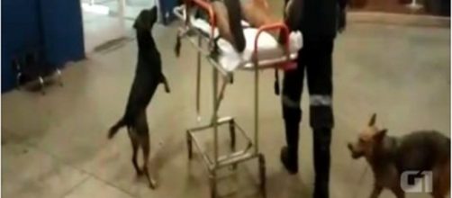 Cães acompanham dono até o hospital.