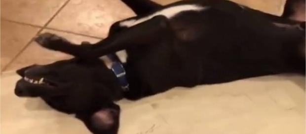 Cãozinho se finge de morto em brincadeira de amigos. Cãozinho se finge de morto em brincadeira de amigos.