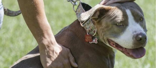 How Calgary reduced dog attacks without banning pit bulls ... - montrealgazette.com How Calgary reduced dog attacks without banning pit bulls ... - montrealgazette.com