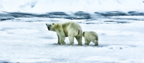 Polar bears prepare for the long, frigid Arctic winter. Photo - Pixabay.