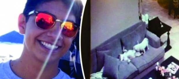 Cães fazem a festa ao serem deixados sozinhos Cães fazem a festa ao serem deixados sozinhos
