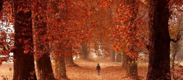 E' la stagione del foliage, perché ci conquista il mondo delle ... - repubblica.it E' la stagione del foliage, perché ci conquista il mondo delle ... - repubblica.it